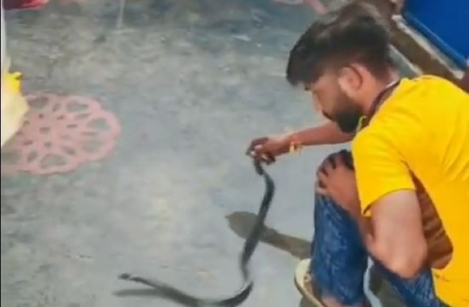 Clip: Cố bắt rắn độc bằng tay không, nam thanh niên 24 tuổi bị cắn tử vong