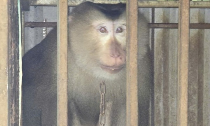 Con vật quý hiếm 