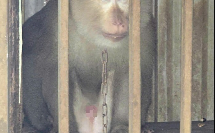 Tin tức thời sự hôm nay (26/9): Con vật quý hiếm nặng 15kg 