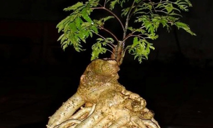 Mãn nhãn những cây đinh lăng bonsai 