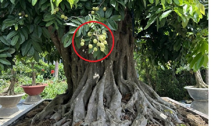Choáng váng với cây nhãn bonsai, tạo hình 