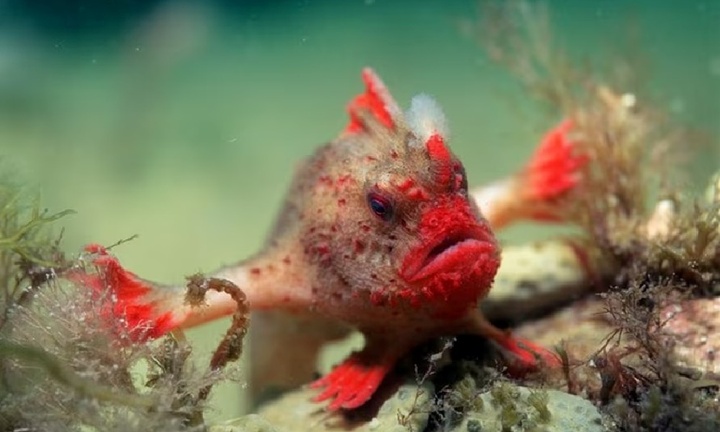 Loài cá độc nhất vô nhị không bơi mà 