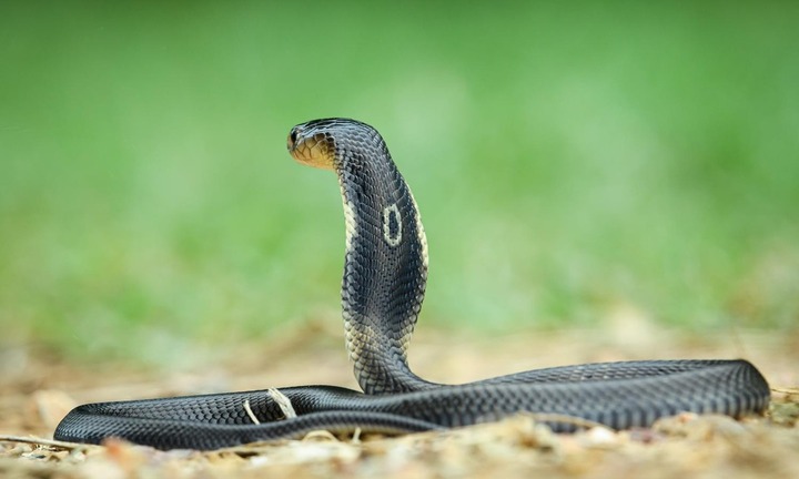 Phát hiện rắn hổ mang một mắt kính dưới gầm ô tô, người đàn ông ở Hà Tĩnh báo công an