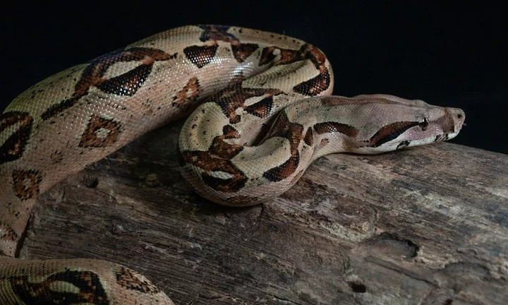 Thương tâm: Mẹ và bạn trai nuôi trăn khủng trong nhà, bé gái 2 tuổi ở Mỹ bị tấn công tử vong khi đang ngủ