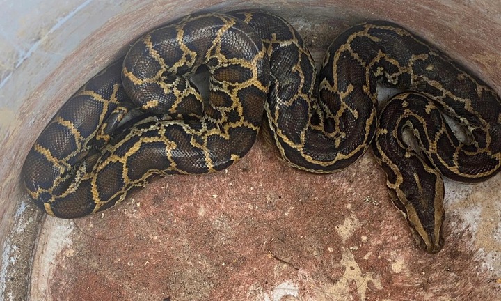 Tin tức thời sự hôm nay (27/9): Trăn đất và rắn hổ mang cùng bò vào một nhà dân