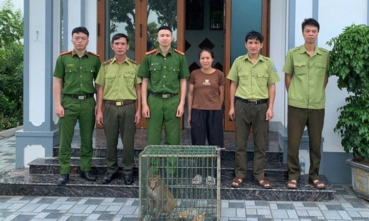 Cá thể khỉ mốc vừa 