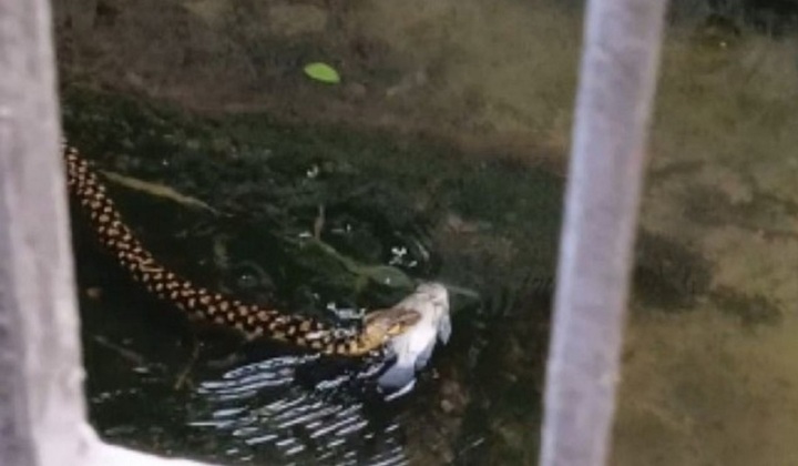 Hiếm thấy: Rắn nước săn mồi giữa dòng lũ