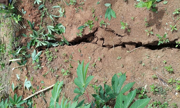 Xuất hiện vết nứt dài 200m trên đồi ở Quảng Ngãi, sơ tán người dân khẩn cấp