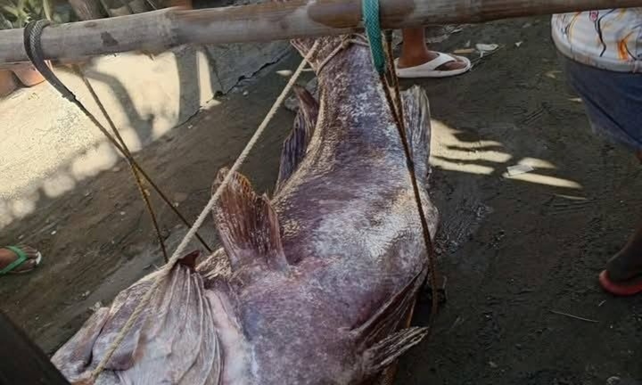 Ngư dân bắt được chú cá mú khổng lồ nặng 147kg trên biển