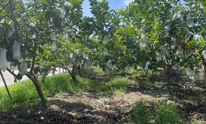 Tin tức thời sự hôm nay (29/9): Ba người trong gia đình tử vong ở vườn ổi