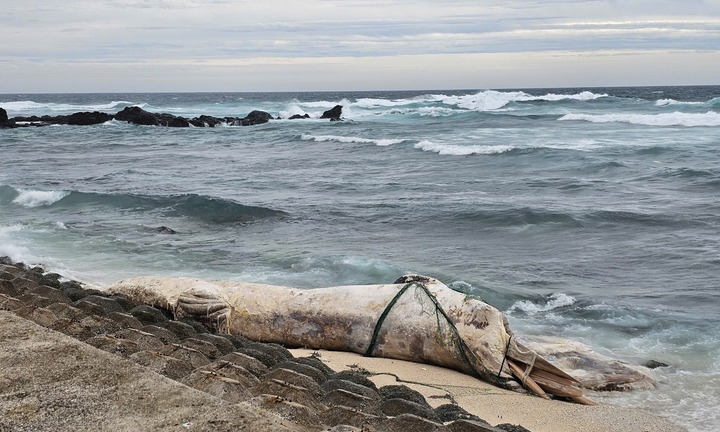 Xác cá voi dài khoảng 10m trôi dạt vào bờ biển Quảng Ngãi