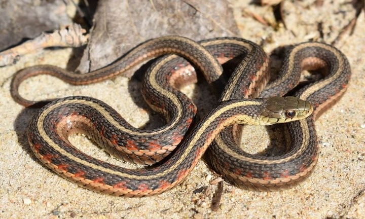 Hốt hoảng phát hiện rắn dài hơn 1m bò trong phòng ngủ, người phụ nữ phản xạ cực nhanh tránh cú đớp