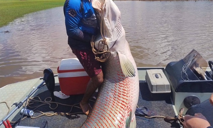 Cần thủ bắt được con cá hải tượng long khổng lồ dài 2,3 mét, nặng 160kg trên sông