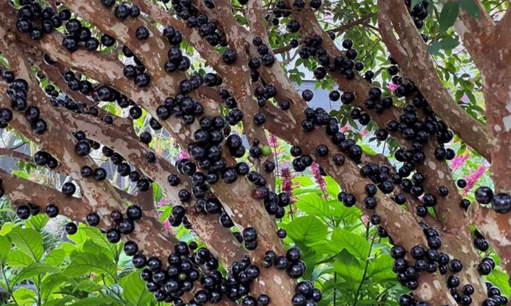 Chiêm ngưỡng loại bonsai độc lạ gây 