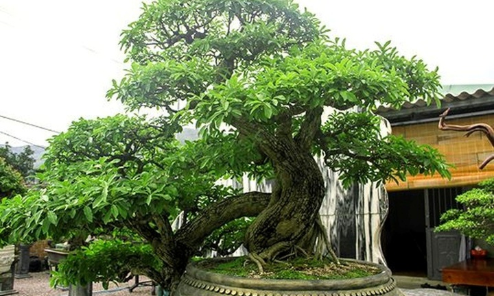 Ngắm nhìn gốc mận rừng trên 50 năm tuổi giá 1 tỷ khiến nhiều người xuýt xoa