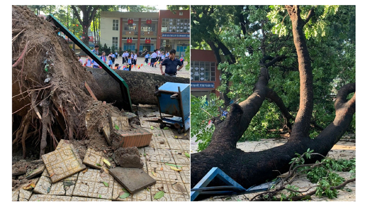 Cây xà cừ hơn 20 năm tuổi bật gốc, đổ xuống sân trường sau mưa giông, phụ huynh lo lắng