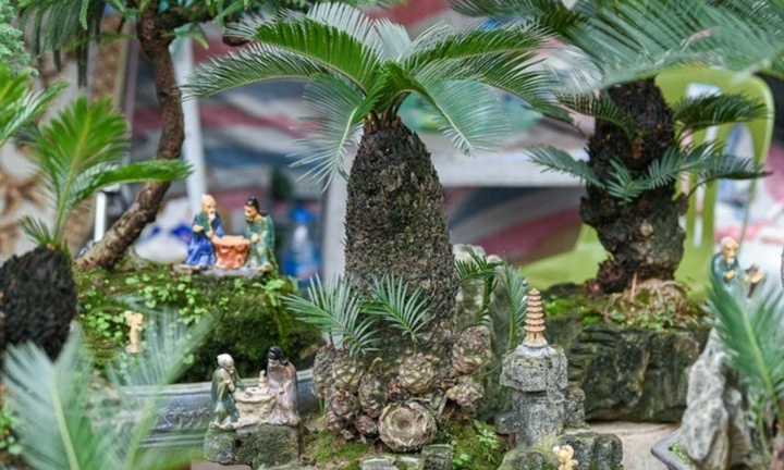 Ngắm nhìn bonsai vạn tuế  giá chục triệu đồng, siêu hút khách 