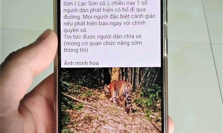Xác minh thông tin hổ nặng gần 20kg xuất hiện ở Phú Thọ