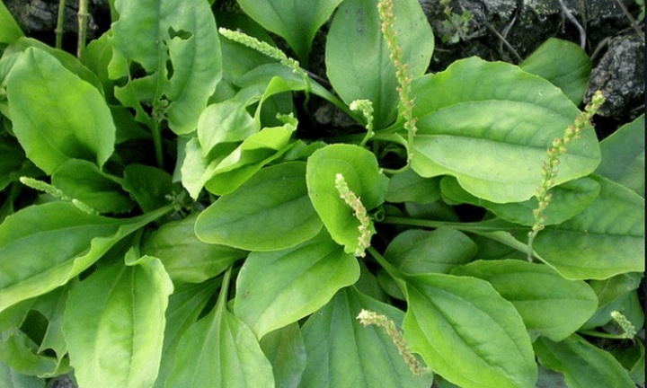 4 loại lá giúp mát gan hiệu quả