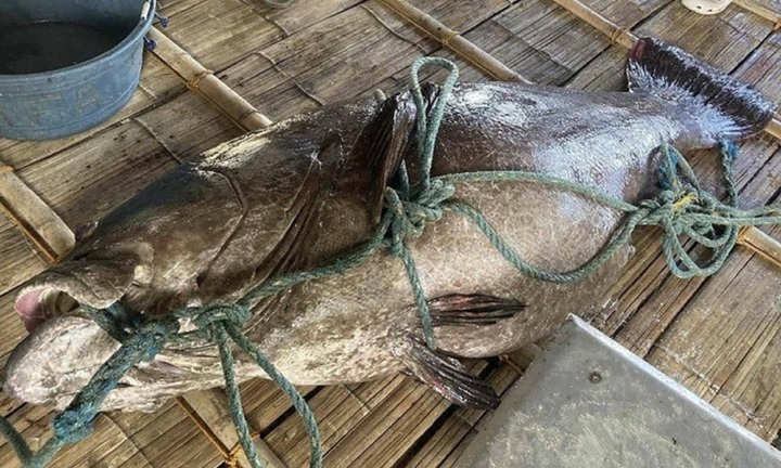 Clip: Cận cảnh  cá mú khổng lồ nặng 194 kg mắc lưới ngư dân, 6 người khiêng mới xuể