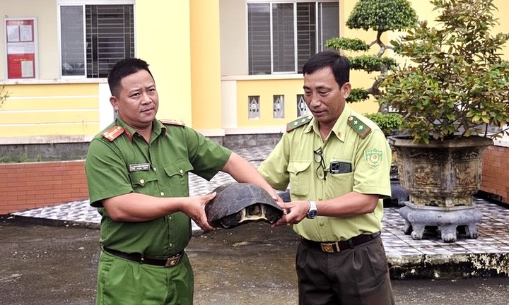 Tuần tra đêm phát hiện rùa răng 10kg quý hiếm, công an đưa về bảo quản rồi bàn giao kiểm lâm