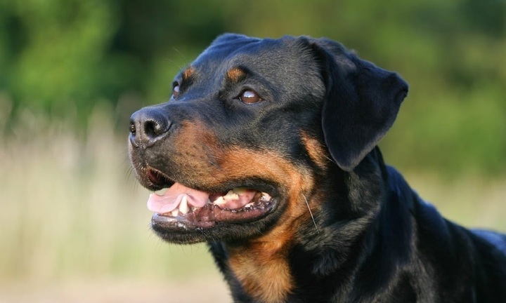 Bé trai 2 tuổi bị hai con chó cắn tử vong thương tâm tại nhà trẻ không có giấy phép ở Mỹ