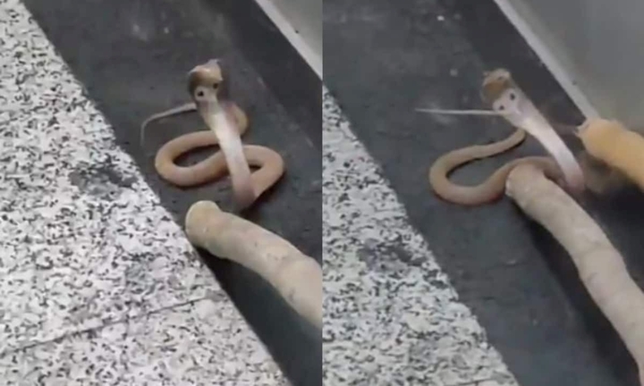 Clip: Cận cảnh bắt sống rắn hổ mang cực độc 