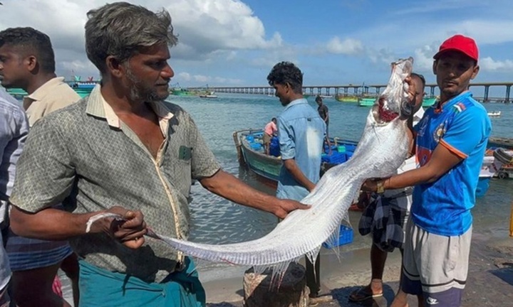 Clip: Ngư dân bắt được