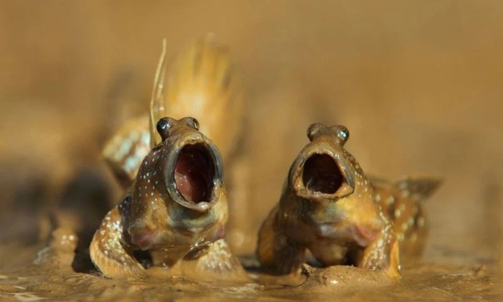 Loài cá độc nhất vô nhị ở miền Tây, bò trên cạn, leo cây điêu luyện, thịt dai ngọt như gà