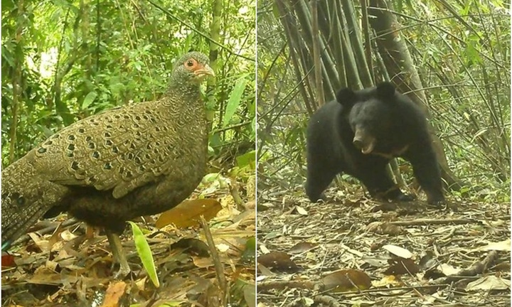 Phát hiện gà tiền mặt đỏ, gấu ngựa cực quý hiếm ở Vườn quốc gia Chư Mom Ray
