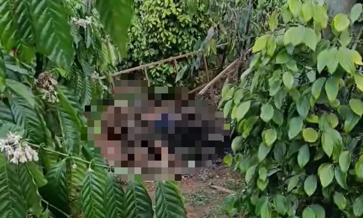 Phát hiện thi thể nữ giới với nhiều vết thương trong rẫy ở Gia Lai: Danh tính nạn nhân