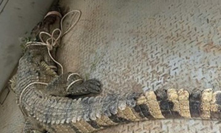 Bắt được cá sấu 