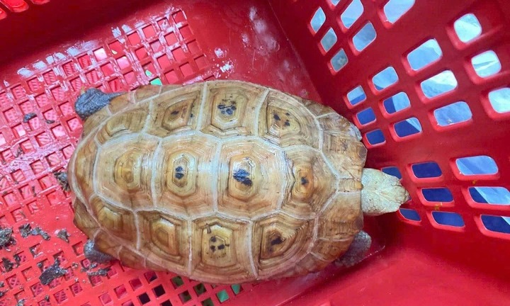 Tin tức thời sự hôm nay (14/10): Rùa núi vàng quý hiếm bò vào nhà dân