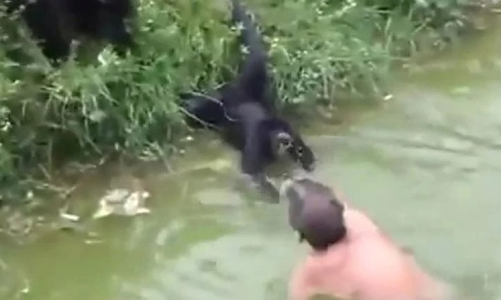 Trèo vào chuồng trêu khỉ khi say, một người đàn ông bị khỉ tấn công phải nhập viện