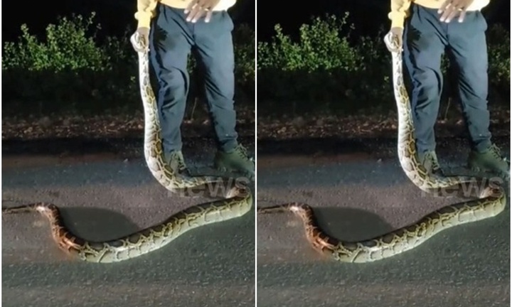 Clip: Cả làng náo loạn vì trăn dài 3,3m bò qua đường