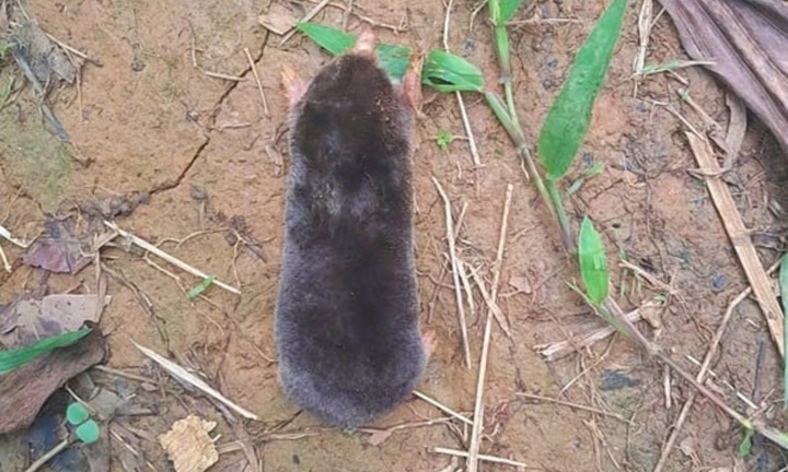 Phát hiện loài chuột chũi mới có đuôi cực kỳ ngắn tại Thanh Hoá