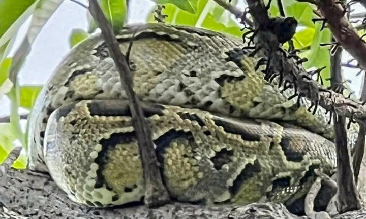 Cận cảnh con trăn 