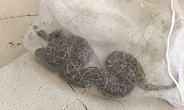 Đặt dớn bắt cá, người đàn ông bất ngờ phát hiện trăn đất quý hiếm