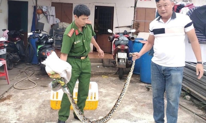 Tin thời sự hôm nay (20/10): Người dân giao nộp con trăn nặng 10kg cho công an