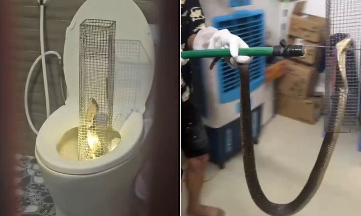 Tóm sống rắn hổ mang dài 1,3m sau 3 ngày chui vào bồn cầu nhà dân ở Hưng Yên