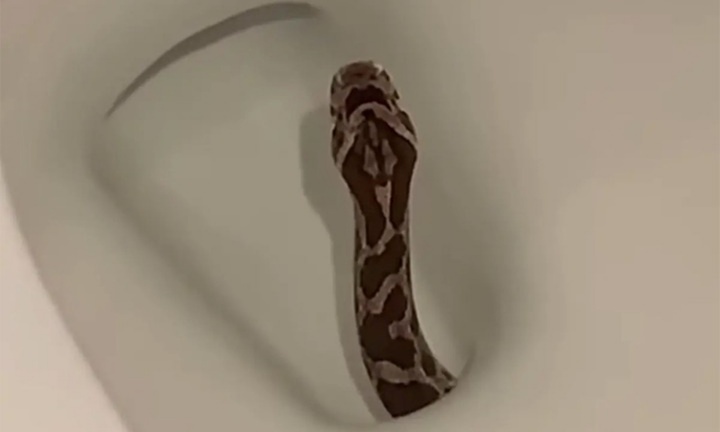 Cảm giác có vật lạ thúc vào người khi ngồi toilet, nhìn xuống cô gái phát hiện con rắn