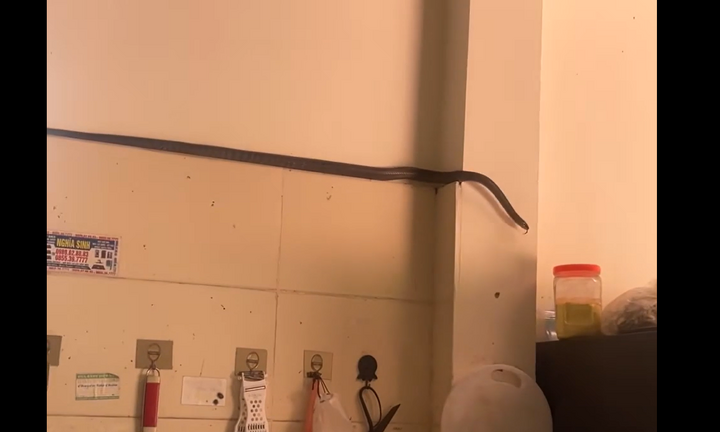 Chuẩn bị nấu ăn, người phụ nữ ở Phú Thọ hoảng hồn phát hiện con rắn dài 1m, bò trên tường bếp