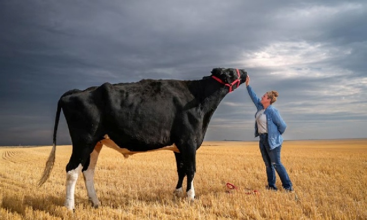 Chiêm ngưỡng con bò lập kỷ lục Guinness, cao gần 2 mét và dài tương đương một ô tô cỡ nhỏ
