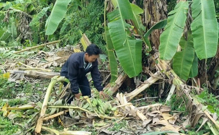 Tin thời sự hôm nay (22/10): Voi rừng liên tục về phá nương rẫy ở Lâm Đồng 