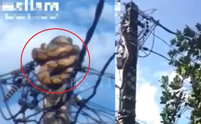 Clip: Cận cảnh con trăn 