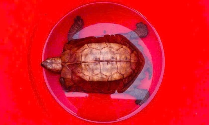 Phát hiện chú rùa sa nhân quý hiếm 
