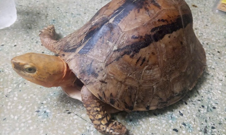 Phát hiện con vật quý sở hữu khả năng 