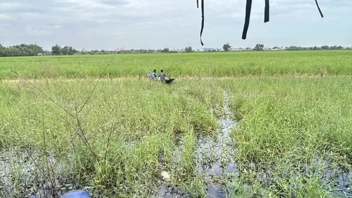 Phát hiện thi thể người đàn ông không mặc quần áo giữa cánh đồng ở Thái Lan