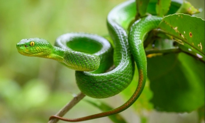 Cứu người đàn ông bị rắn lục đuôi đỏ dài hơn nửa mét cắn trong lúc đi vệ sinh