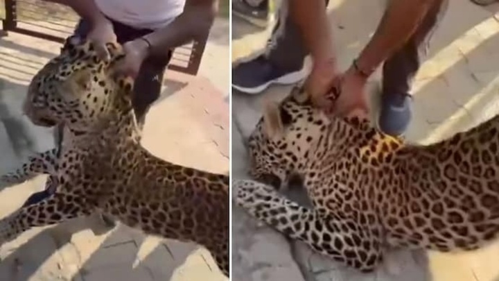 Clip: Báo hoa mai bất ngờ tấn công người dân đang làm việc trên cánh đồng